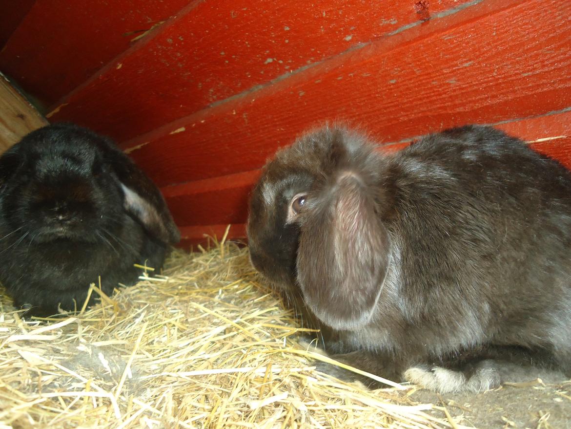 Kanin Gandalf billede 19