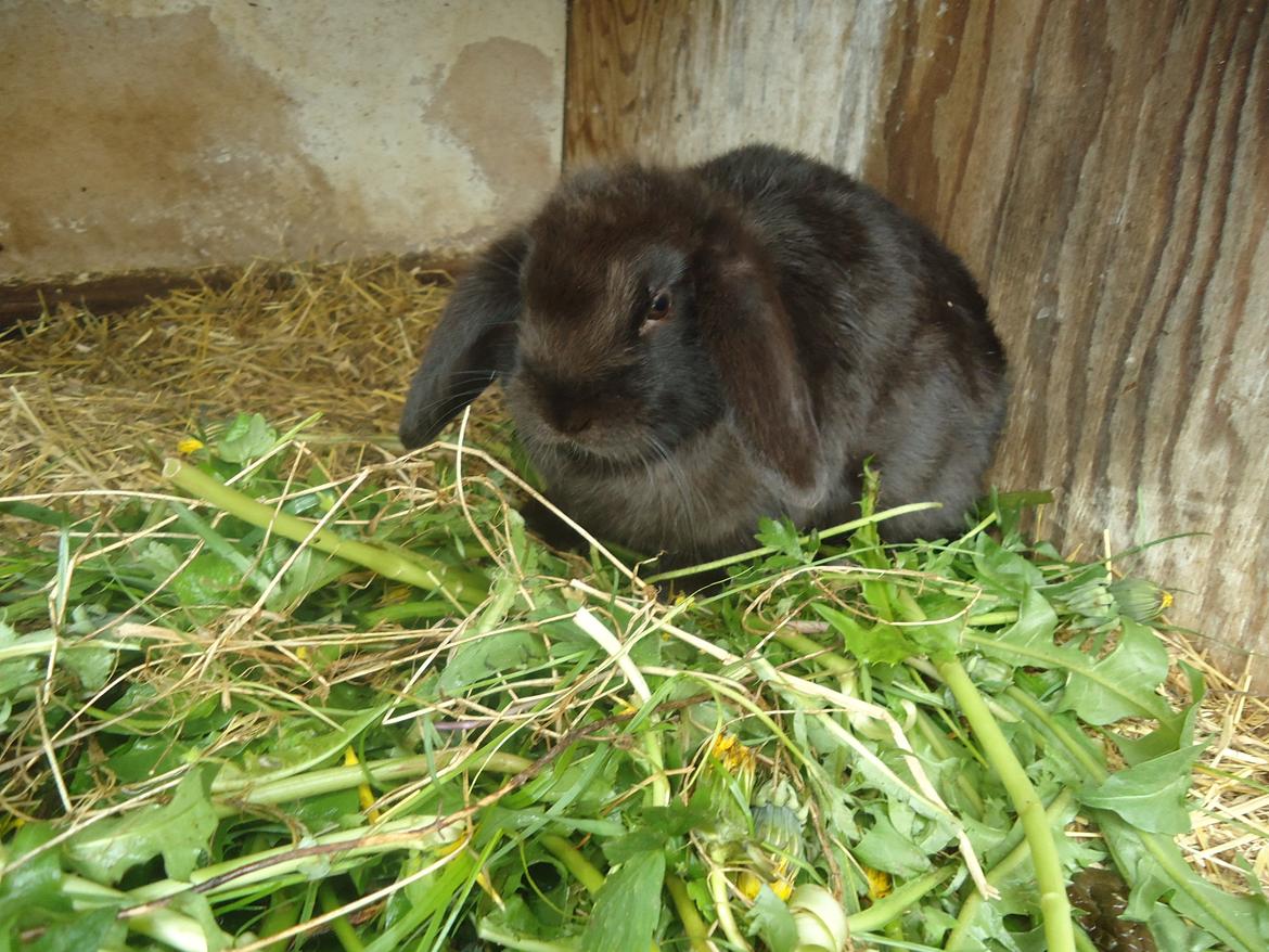 Kanin Gandalf billede 20