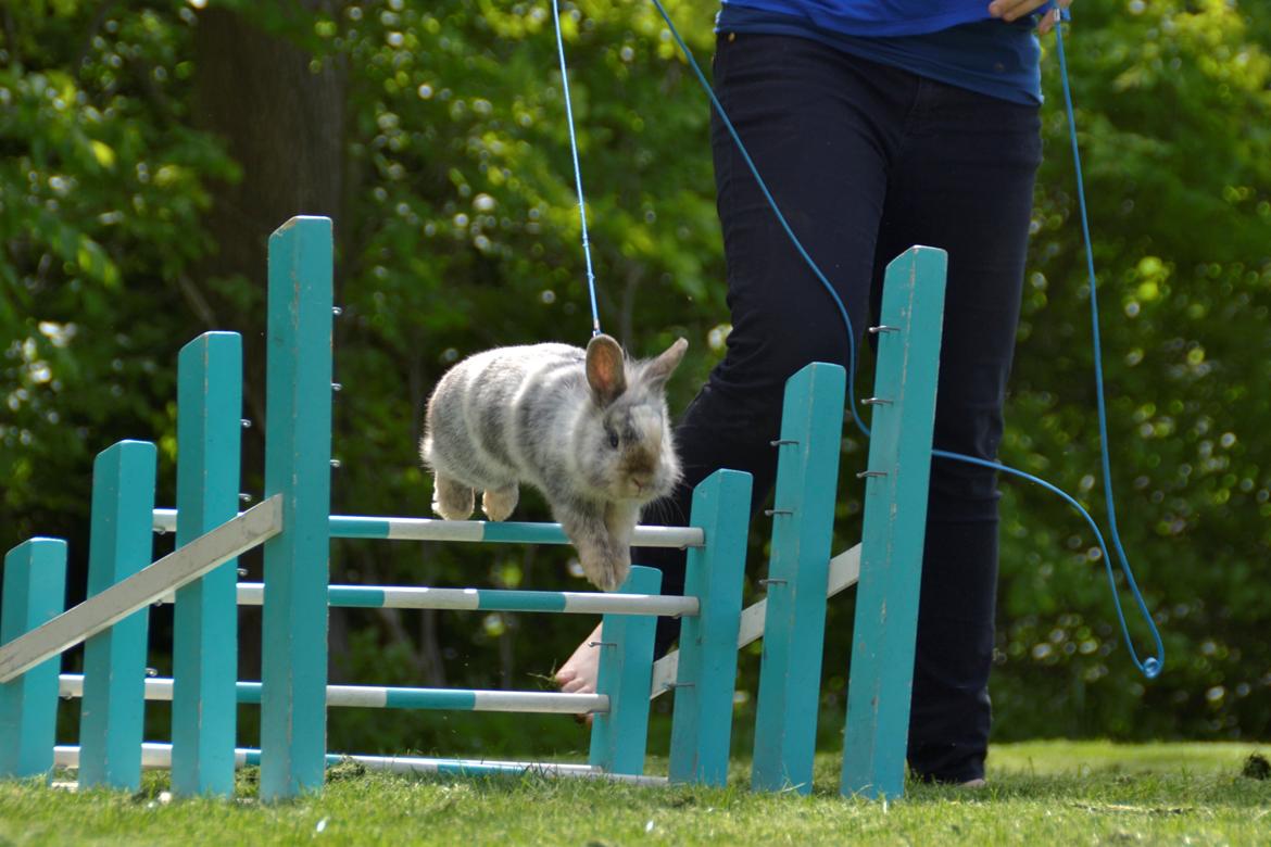 Kanin Fyldbinggaards Cupcake *Solgt* billede 11