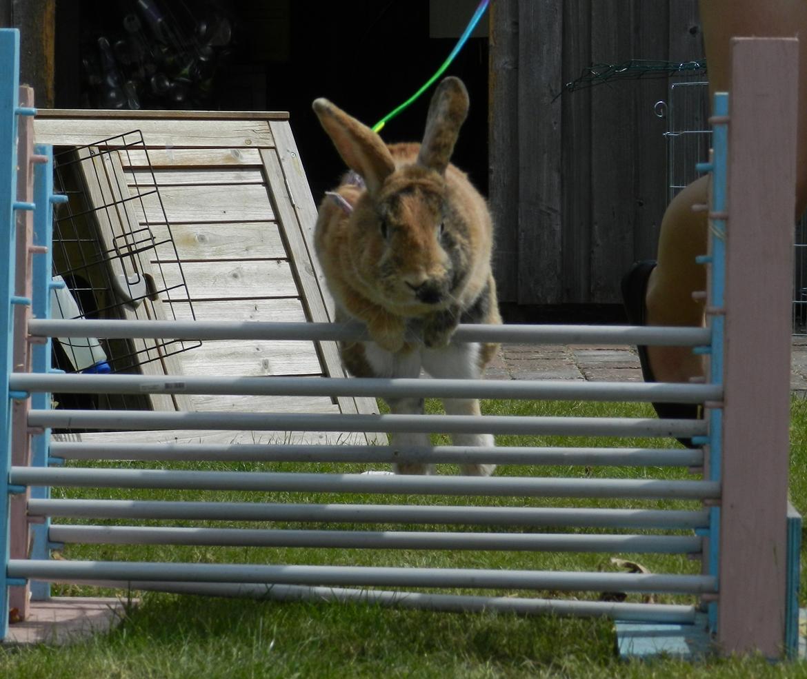 Kanin Anijo´s Silke - Hopsa :D d. 26/5 2013  billede 13