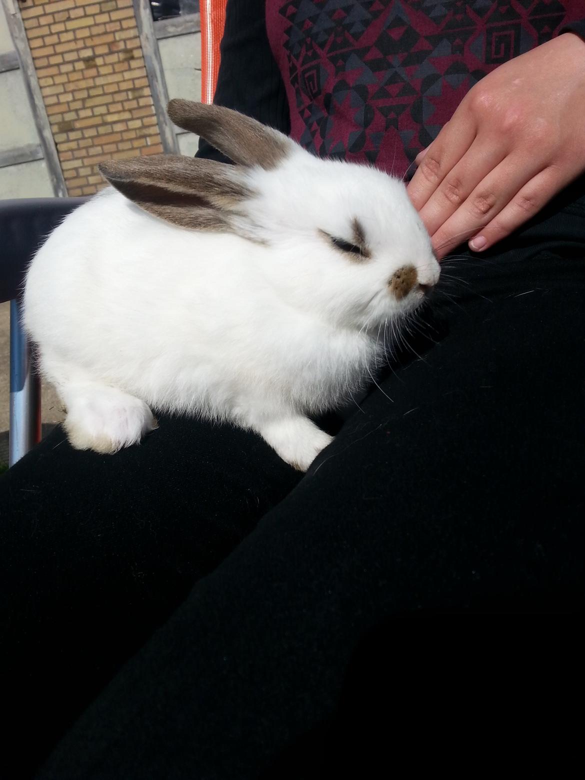 Kanin Muddi billede 1