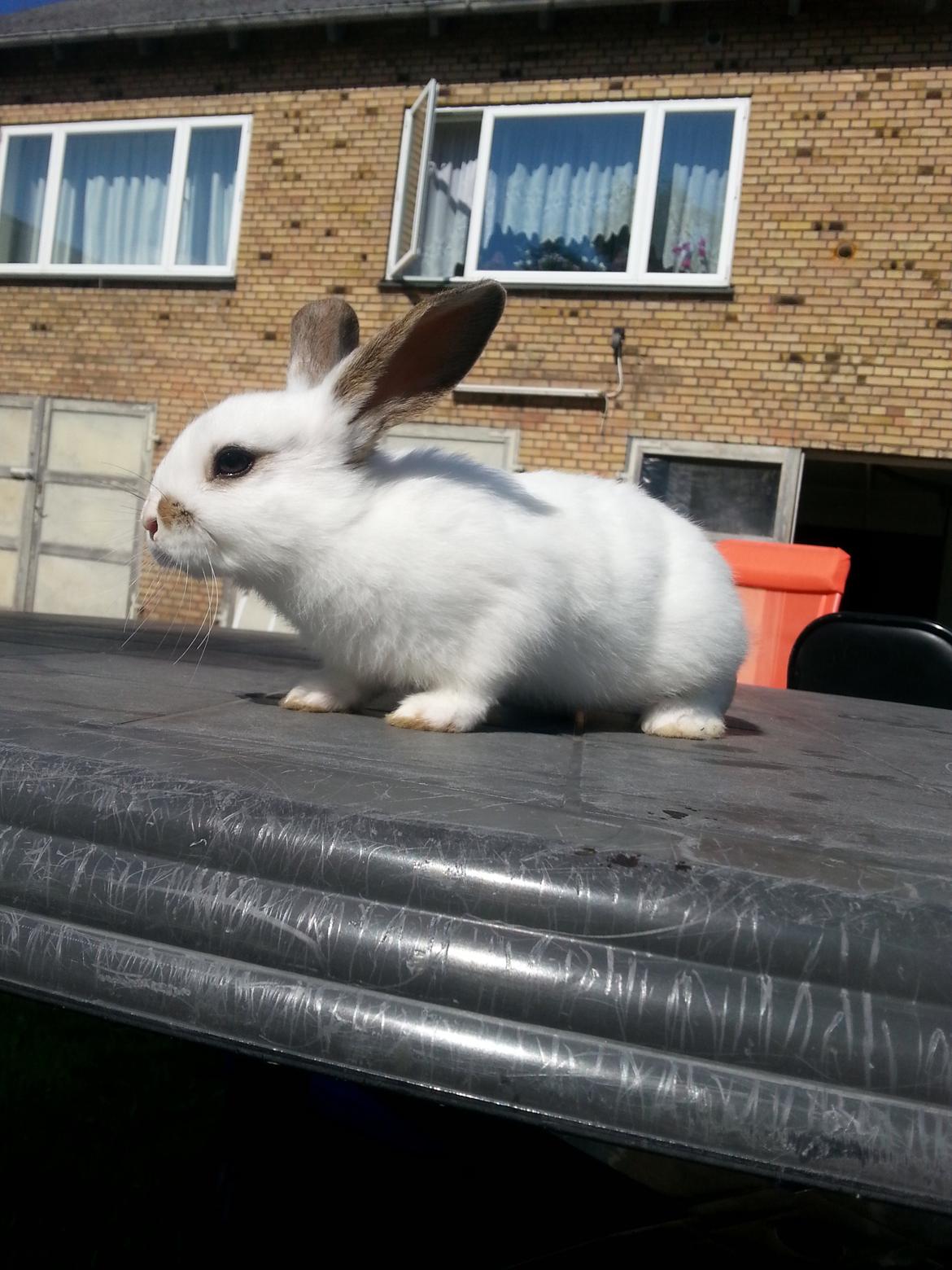 Kanin Muddi billede 2