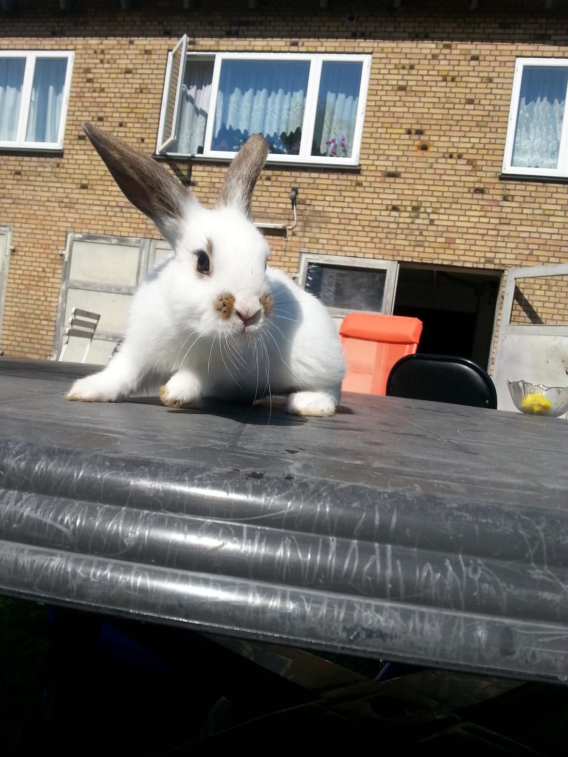 Kanin Muddi billede 3