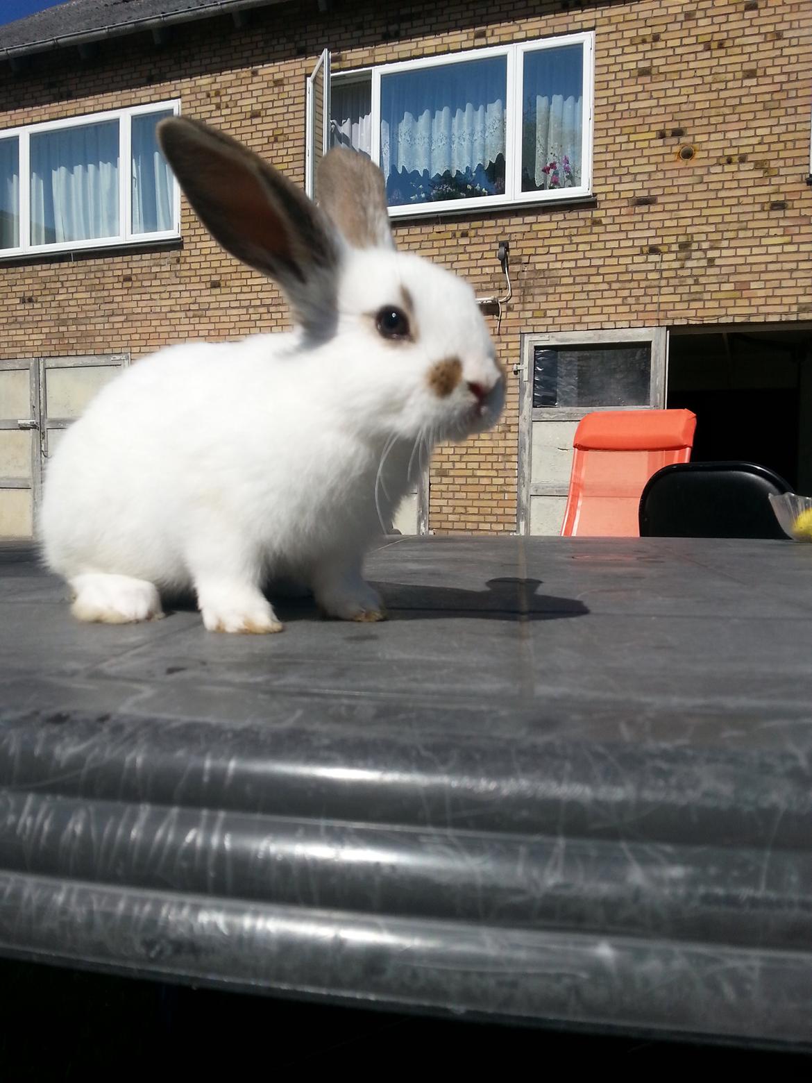 Kanin Muddi billede 4