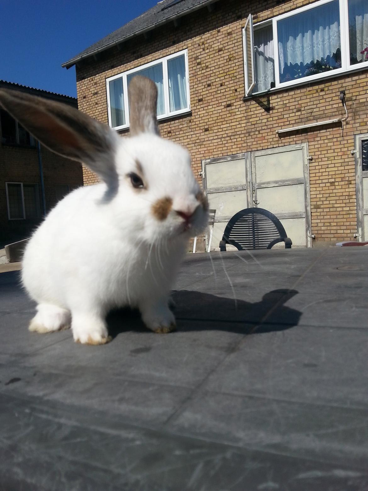 Kanin Muddi billede 5