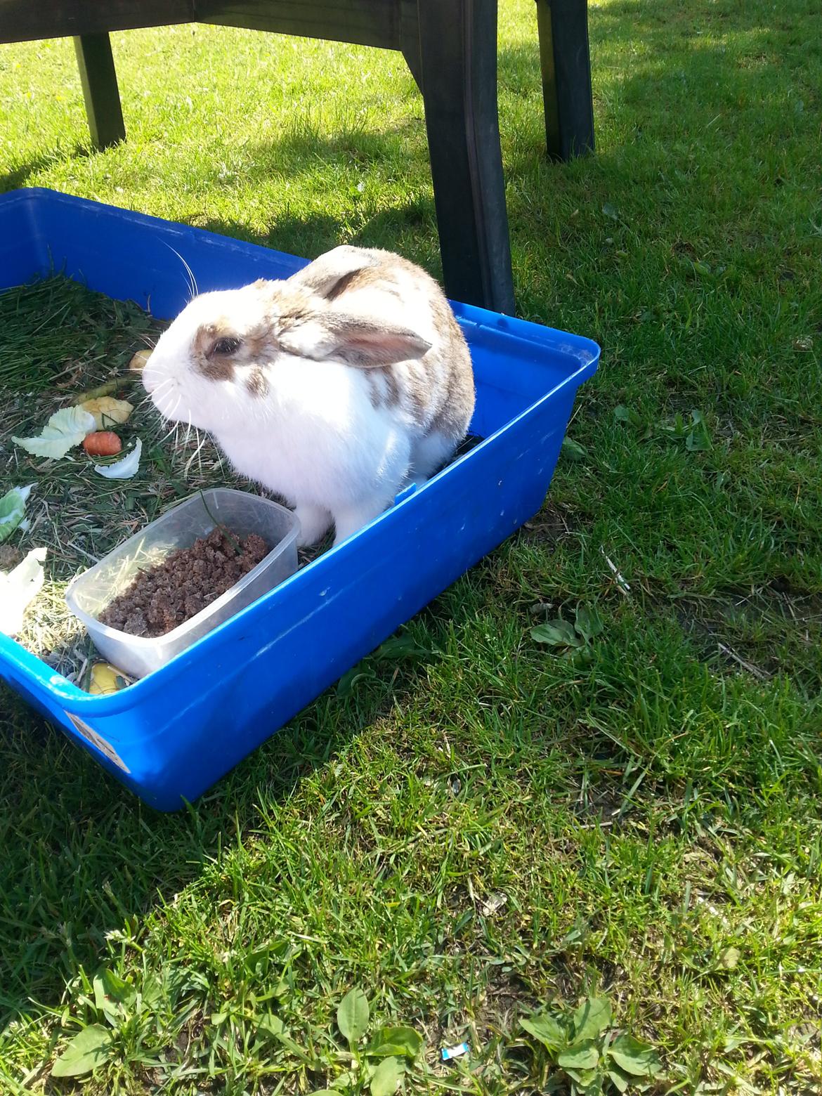 Kanin plet billede 12