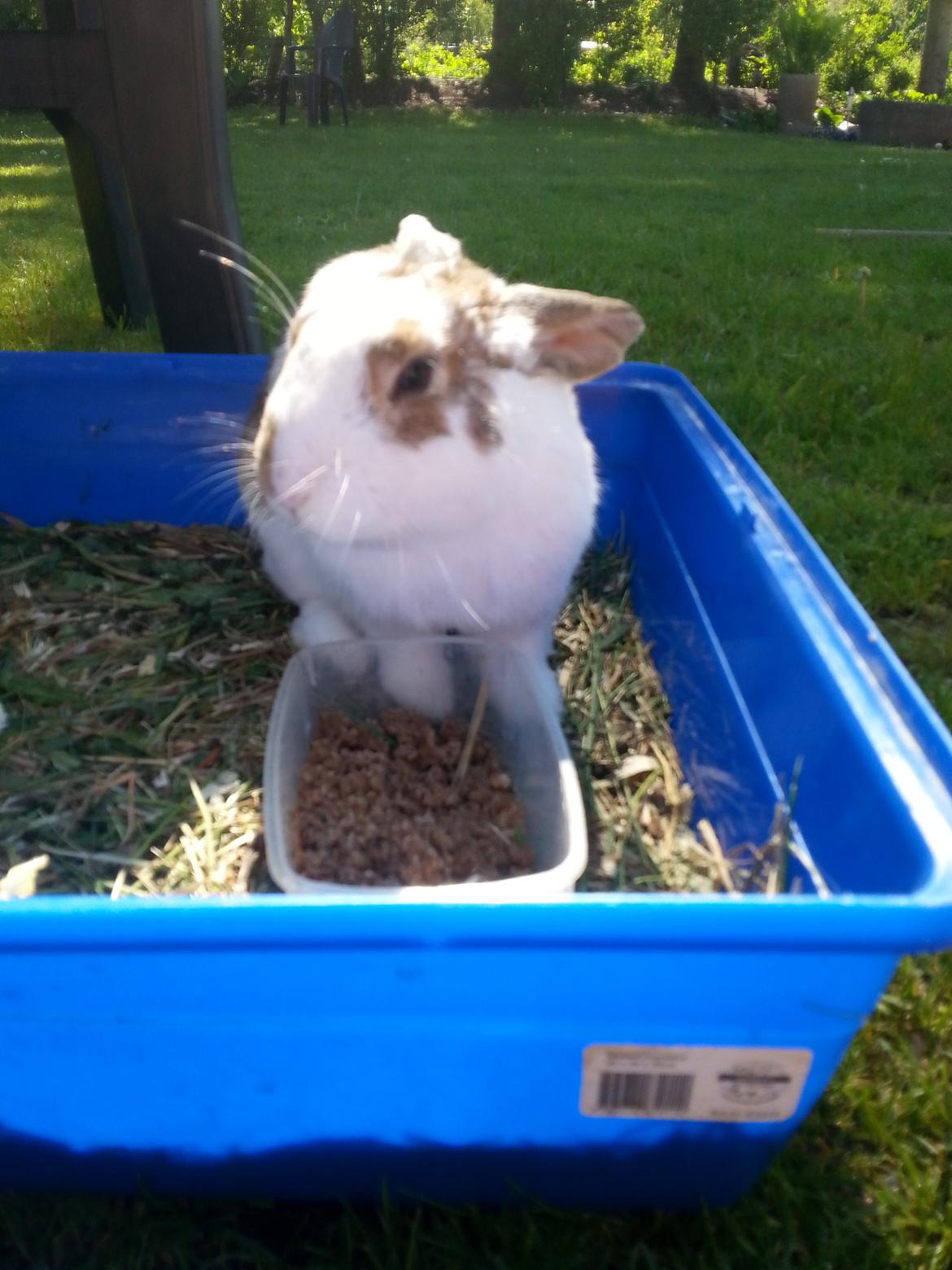 Kanin plet billede 13