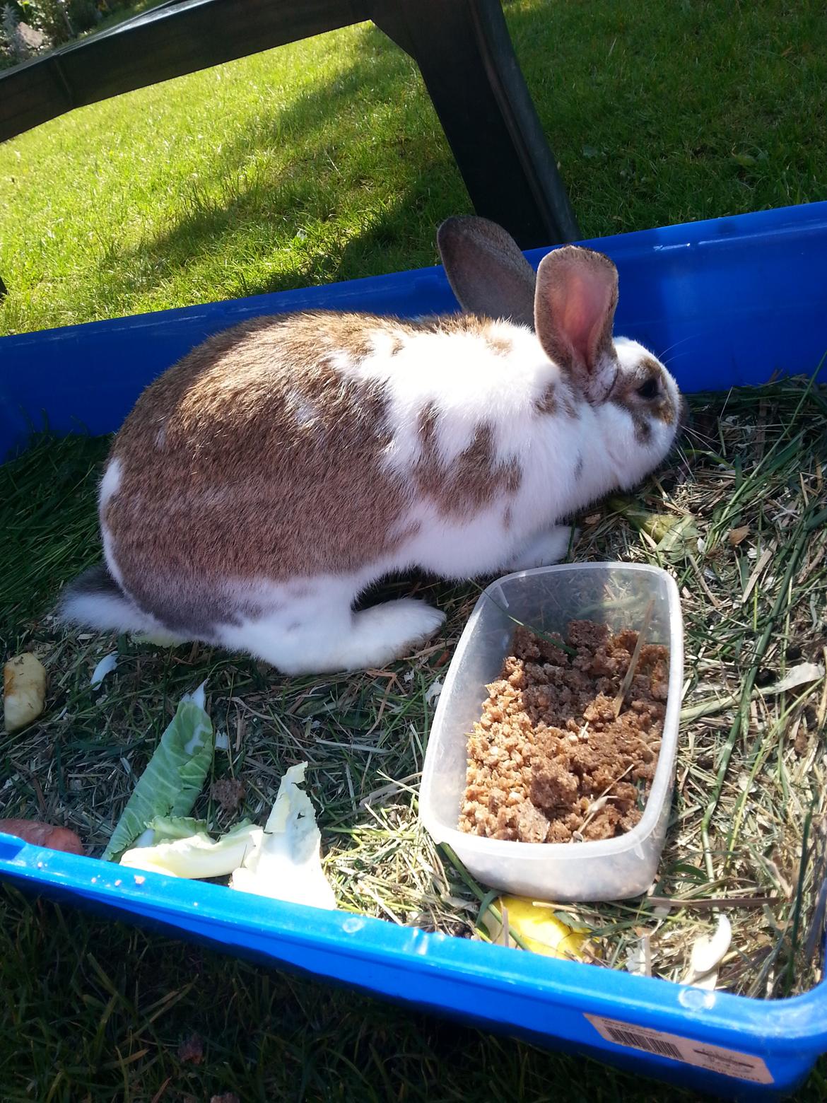 Kanin plet billede 14