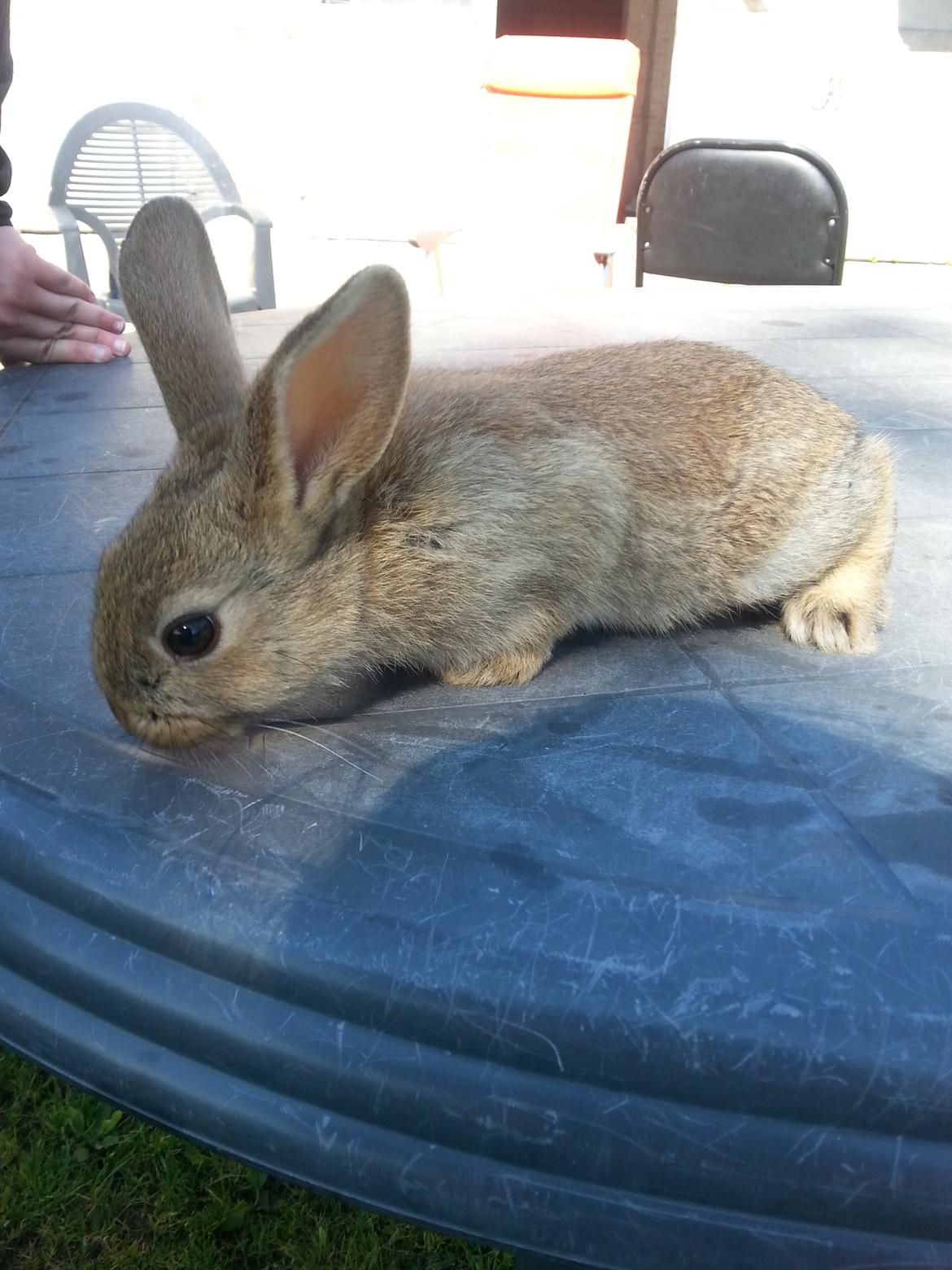 Kanin Dani billede 1