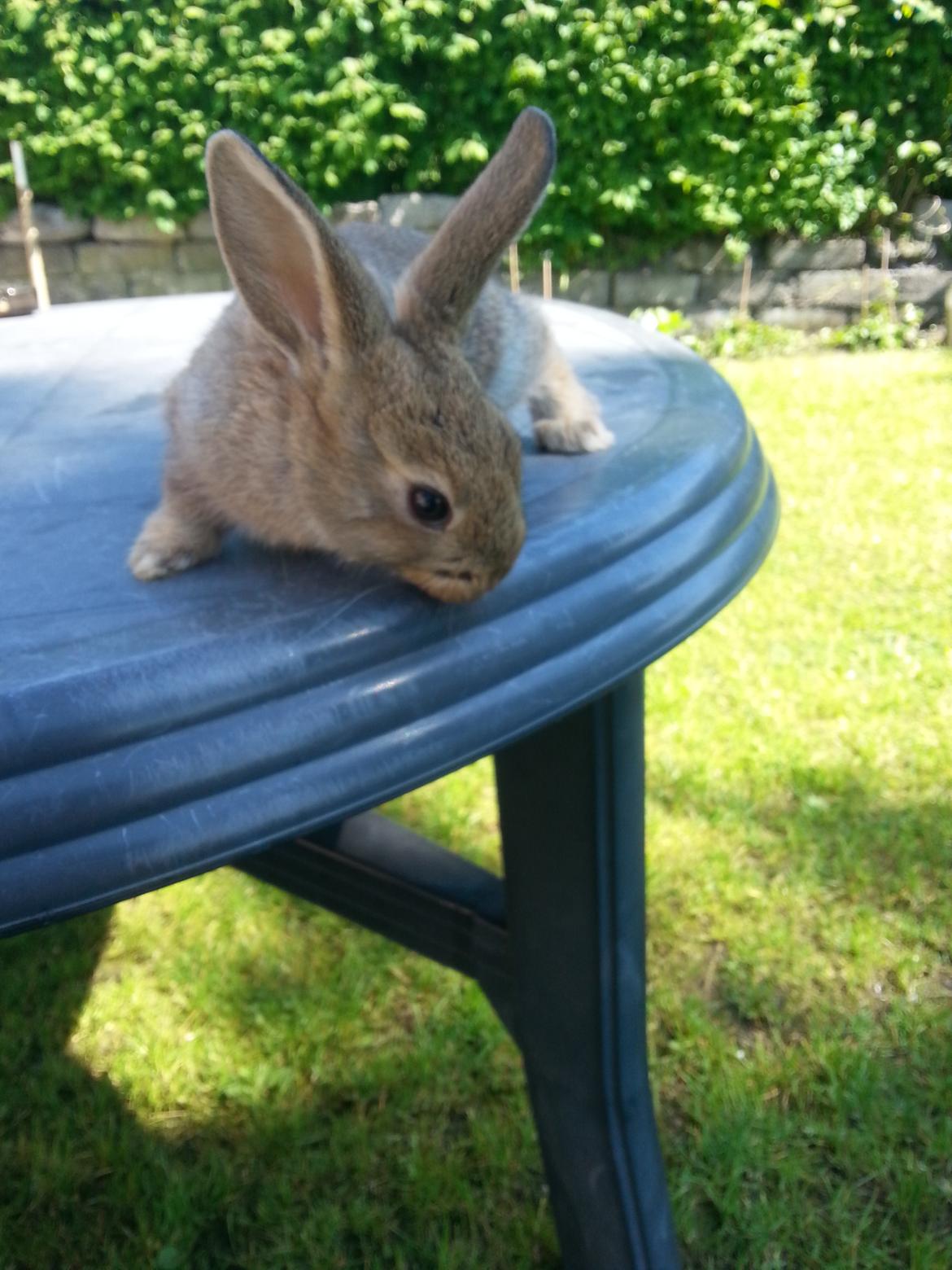 Kanin Dani billede 2