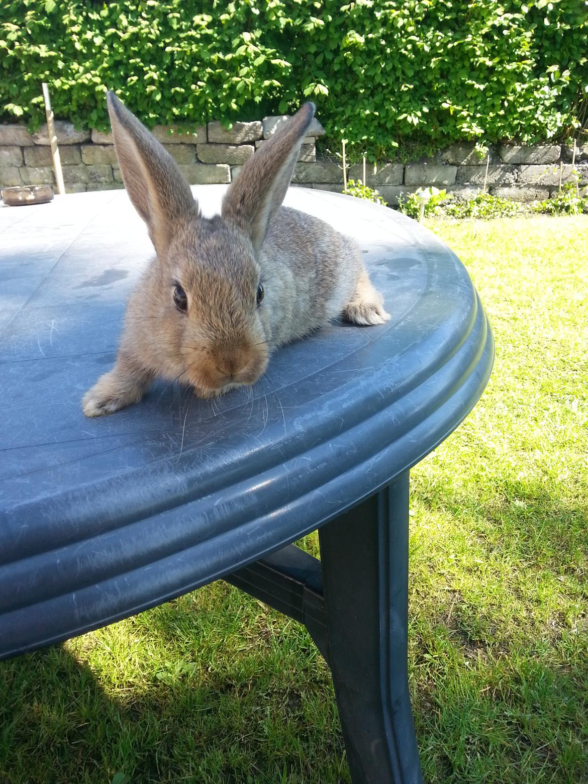 Kanin Dani billede 3