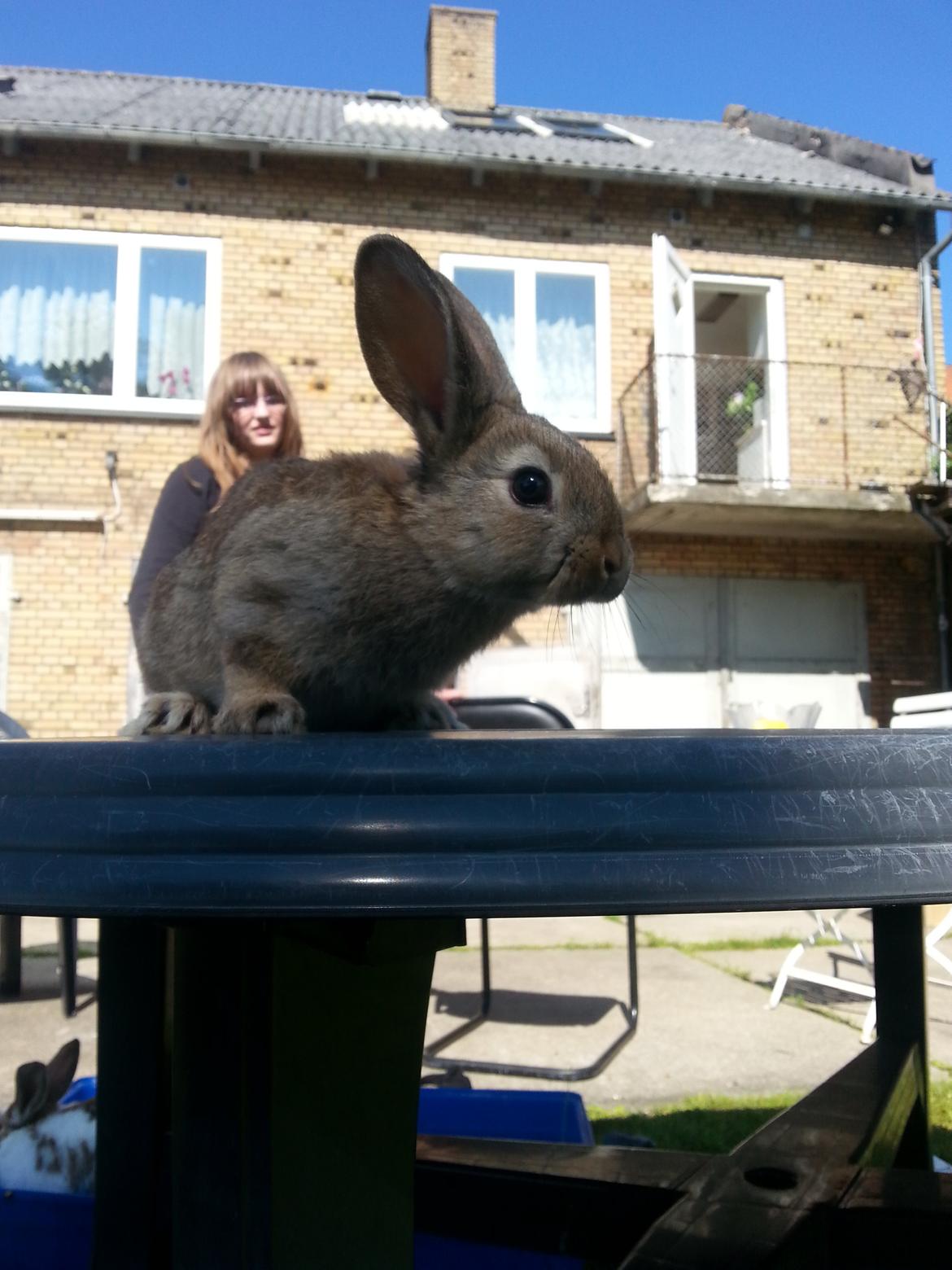 Kanin Dani billede 4