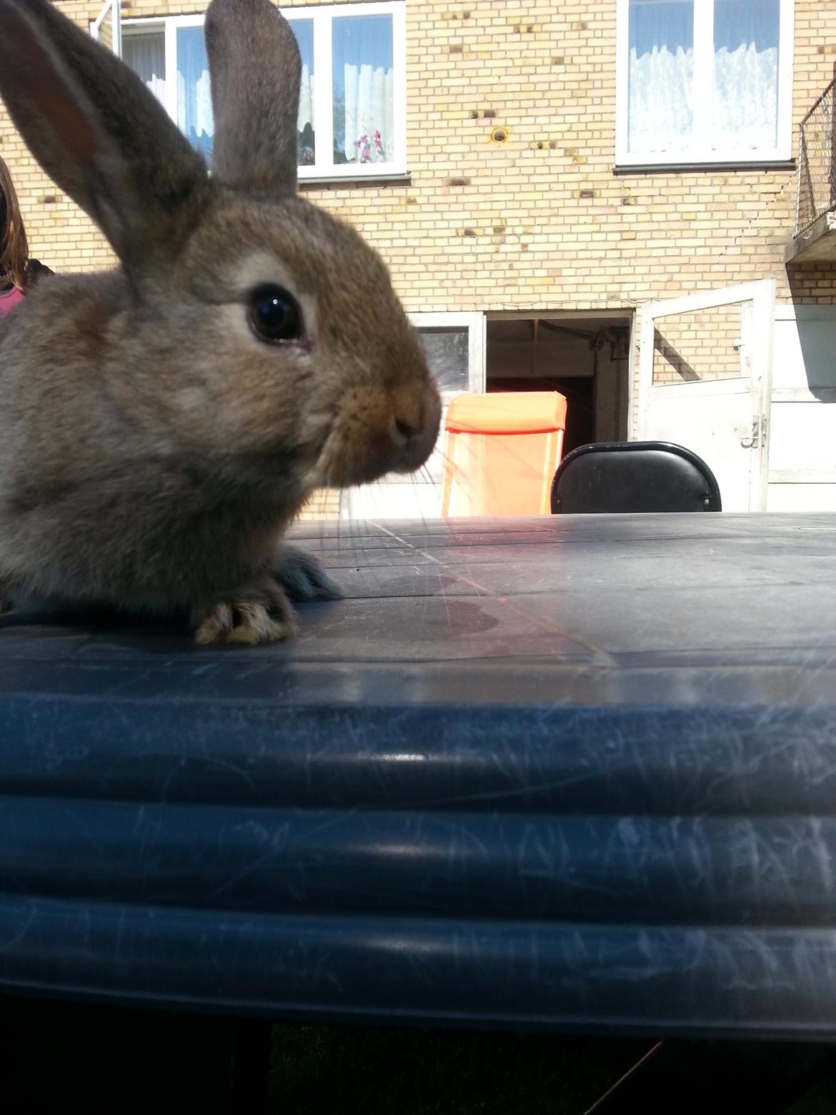 Kanin Dani billede 5