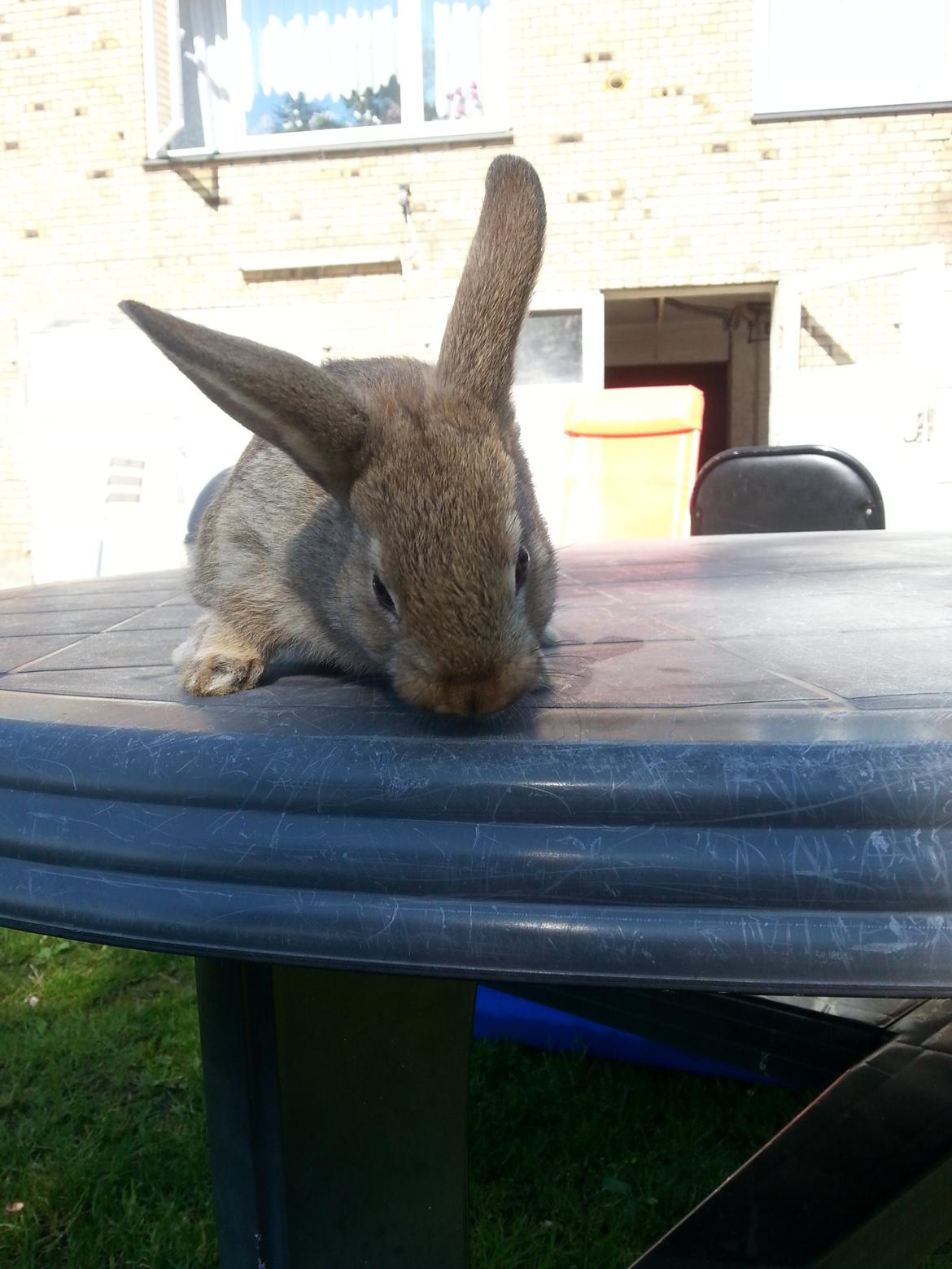 Kanin Dani billede 6