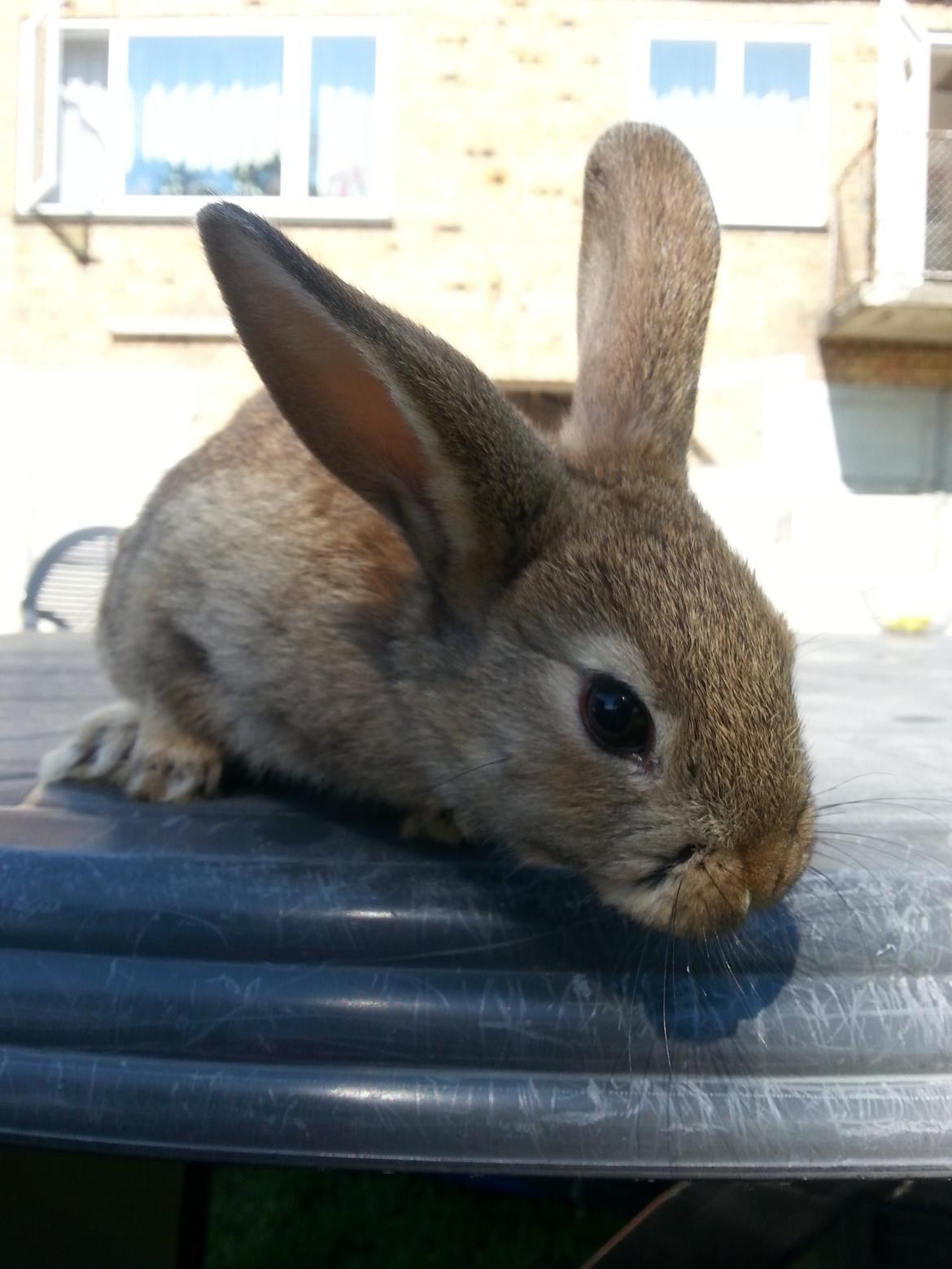 Kanin Dani billede 7