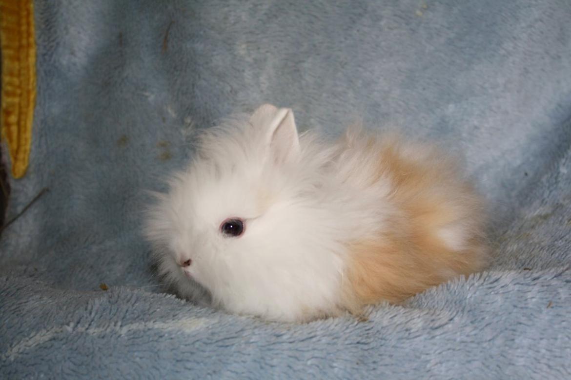 Kanin Emma von den pfotenvilla <3 - første foto jeg så af hende <3 billede 19