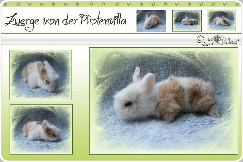 Kanin Emma von den pfotenvilla <3 - Dette var hendes salgsfoto <3 billede 20