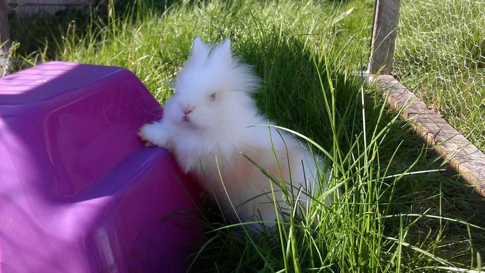 Kanin Emma von den pfotenvilla <3 - Lille skønne Emma <3  billede 18