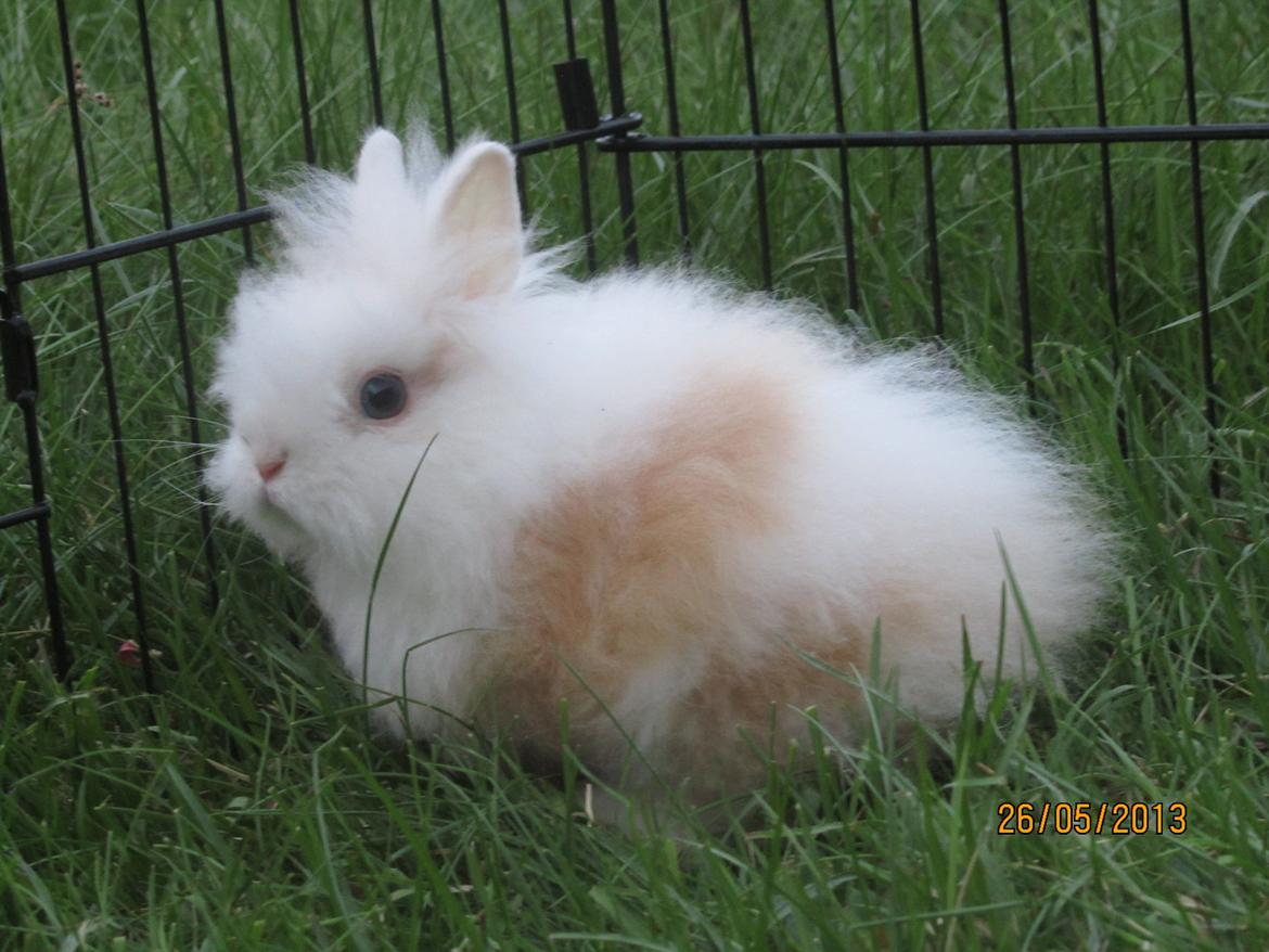 Kanin Emma von den pfotenvilla <3 - Hvir er jeg nu kommet hen.. 
26 maj 2013 billede 21