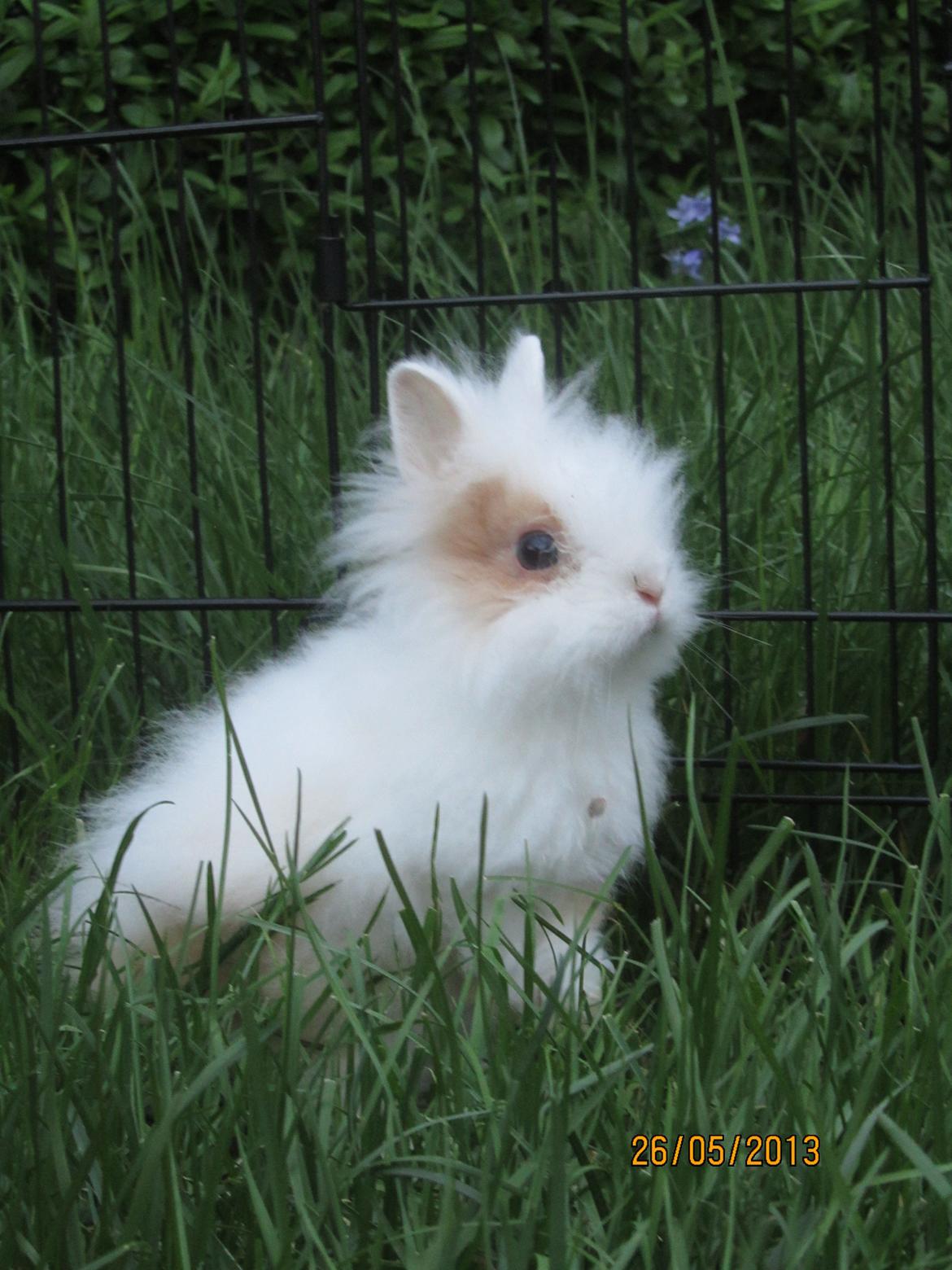 Kanin Emma von den pfotenvilla <3 - Så er man lige kommet hjem <3 26 maj 2013 billede 22