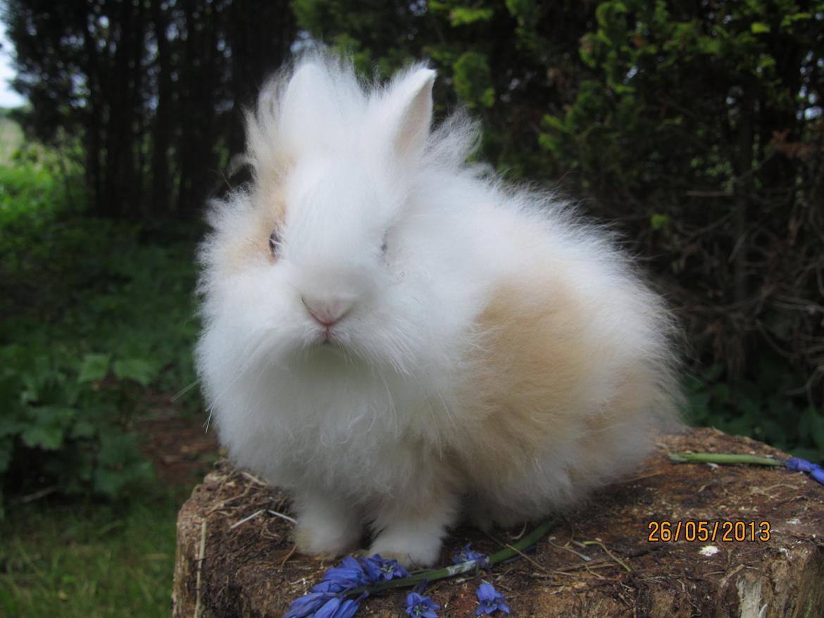 Kanin Emma von den pfotenvilla <3 - Potrætfoto vi tog ved treenehasen i tyskland <3 26 maj 2013 billede 14