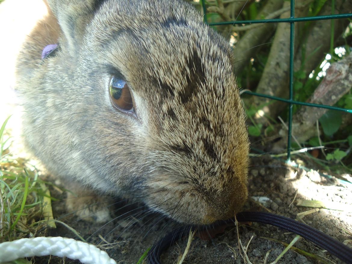 Kanin Kiwi billede 9