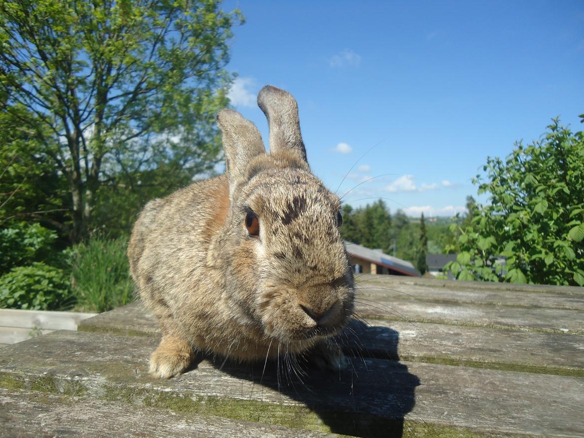 Kanin Kiwi billede 2