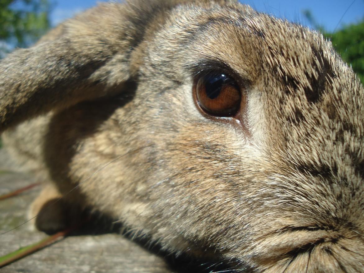 Kanin Kiwi billede 4