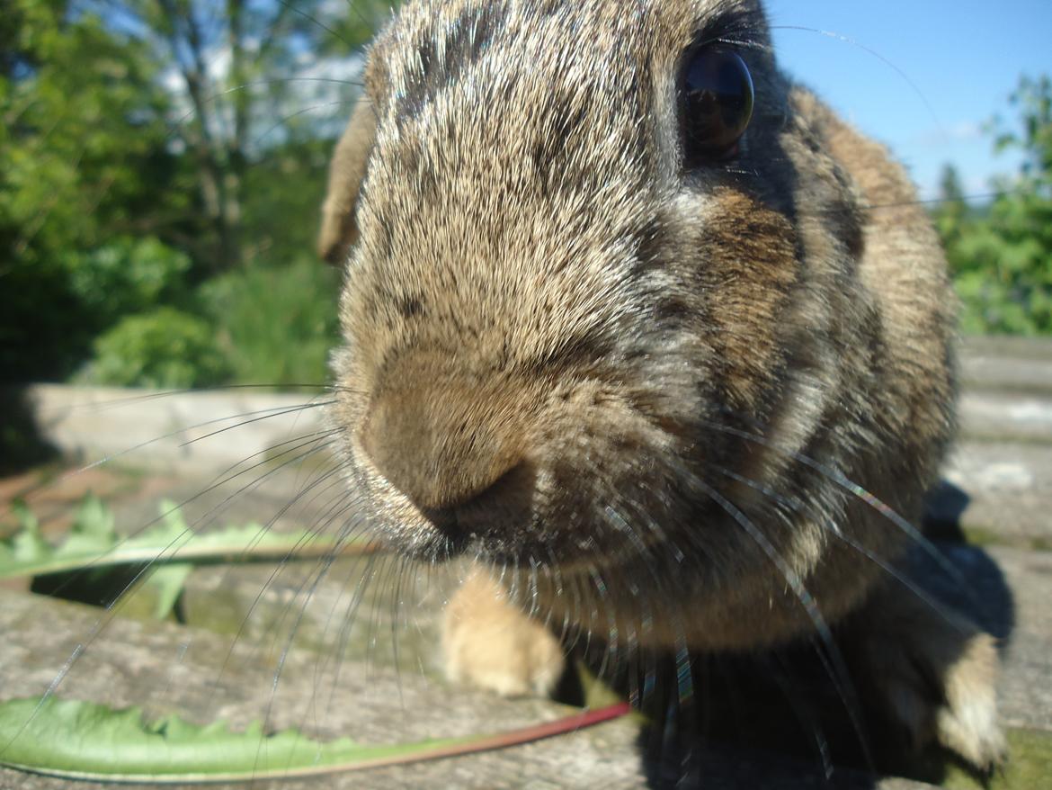 Kanin Kiwi billede 5