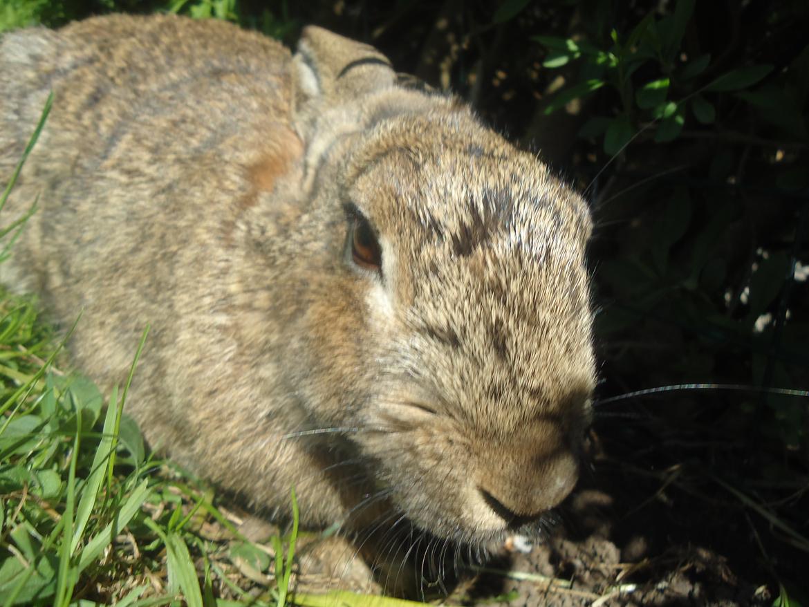 Kanin Kiwi billede 7