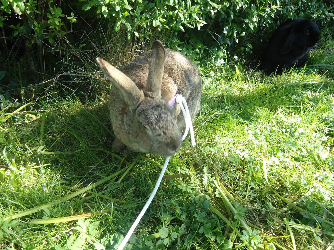 Kanin Kiwi billede 8