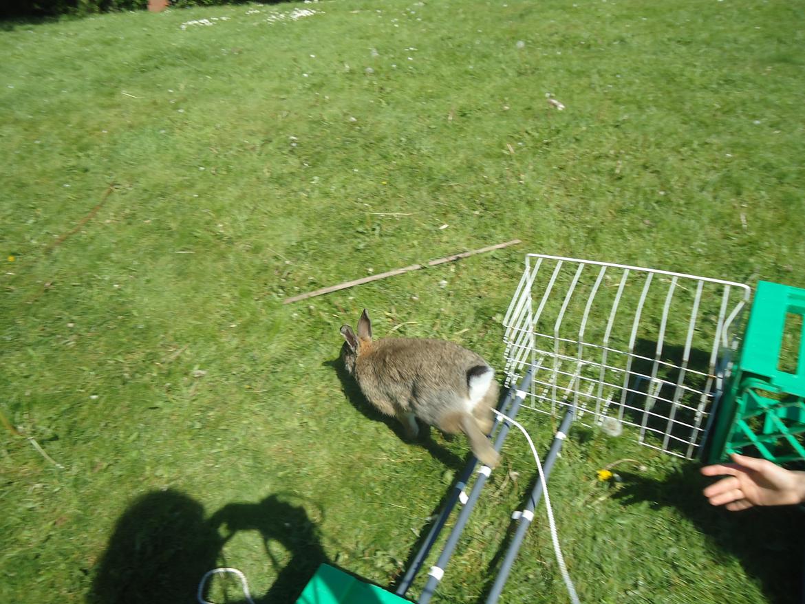 Kanin Kiwi billede 12