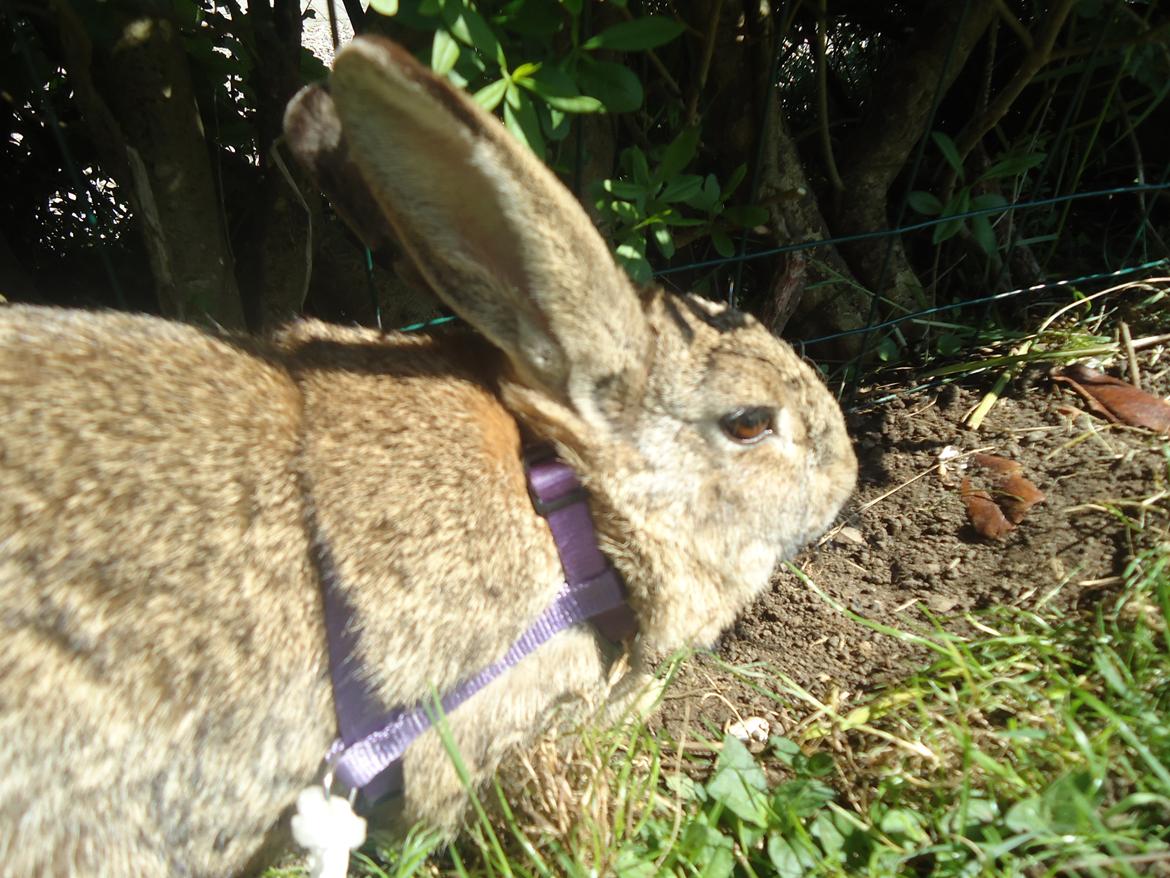 Kanin Kiwi billede 13