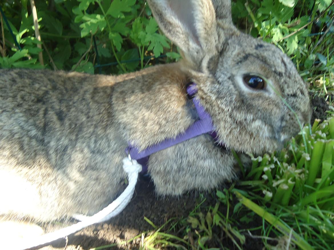 Kanin Kiwi billede 14