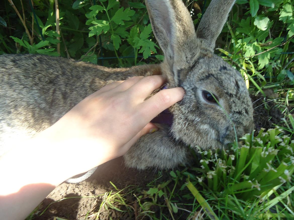 Kanin Kiwi billede 15