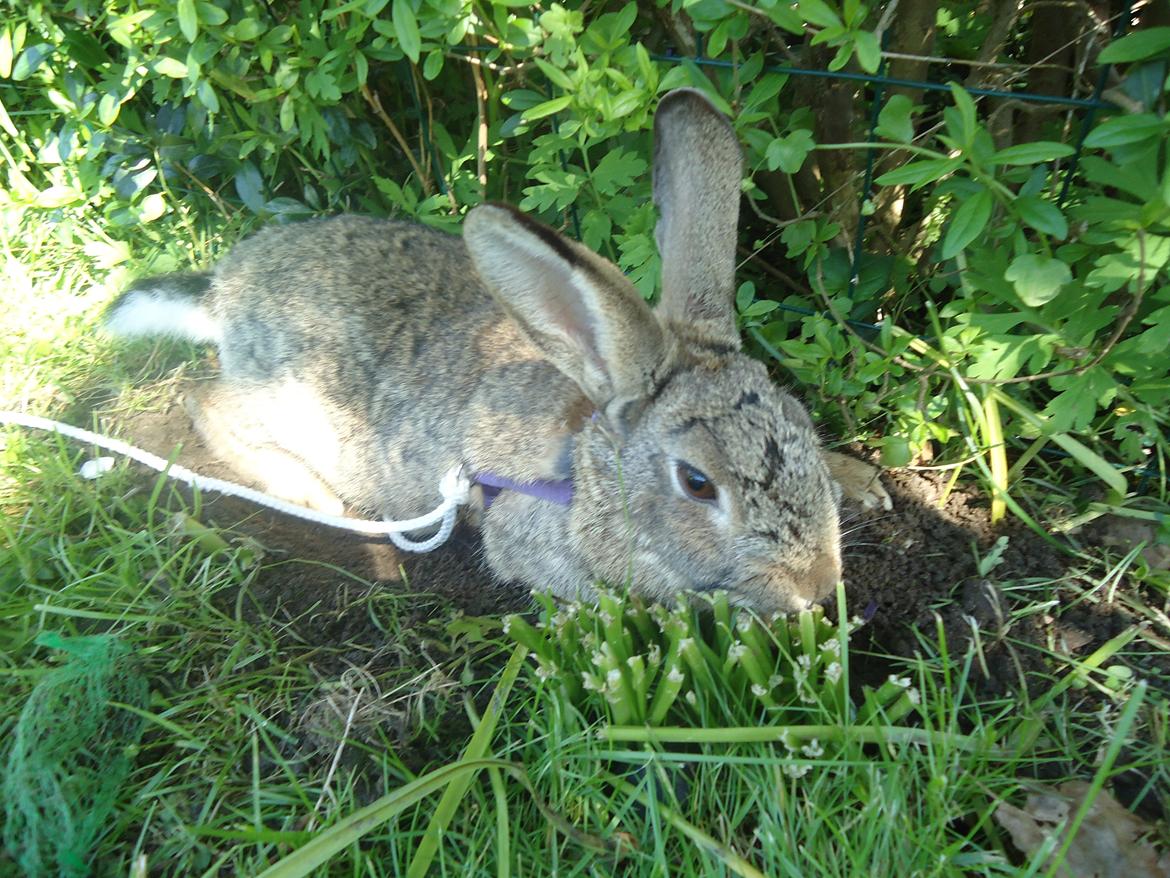 Kanin Kiwi billede 16