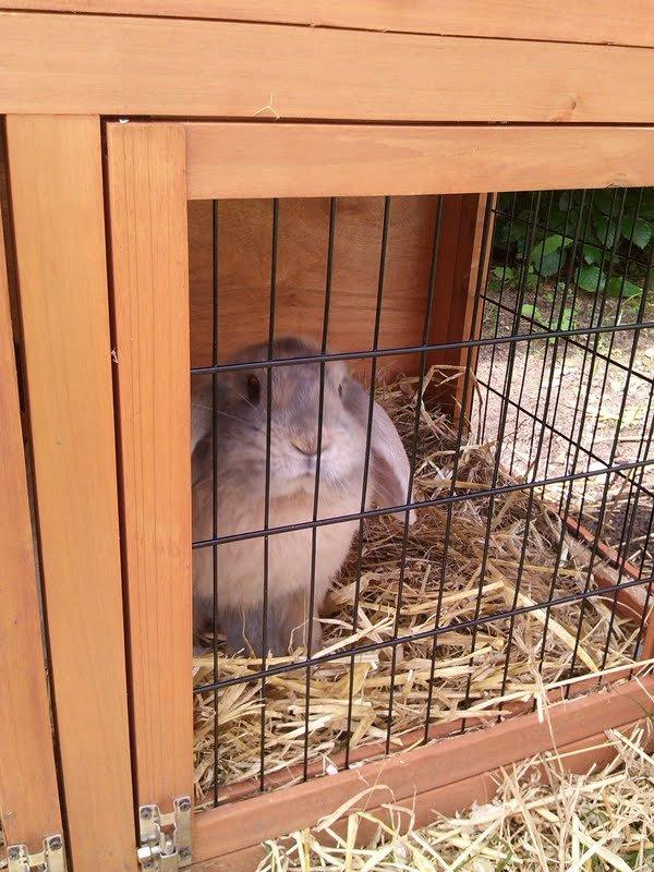 Kanin Selma Power Pil - NYT! billede 9