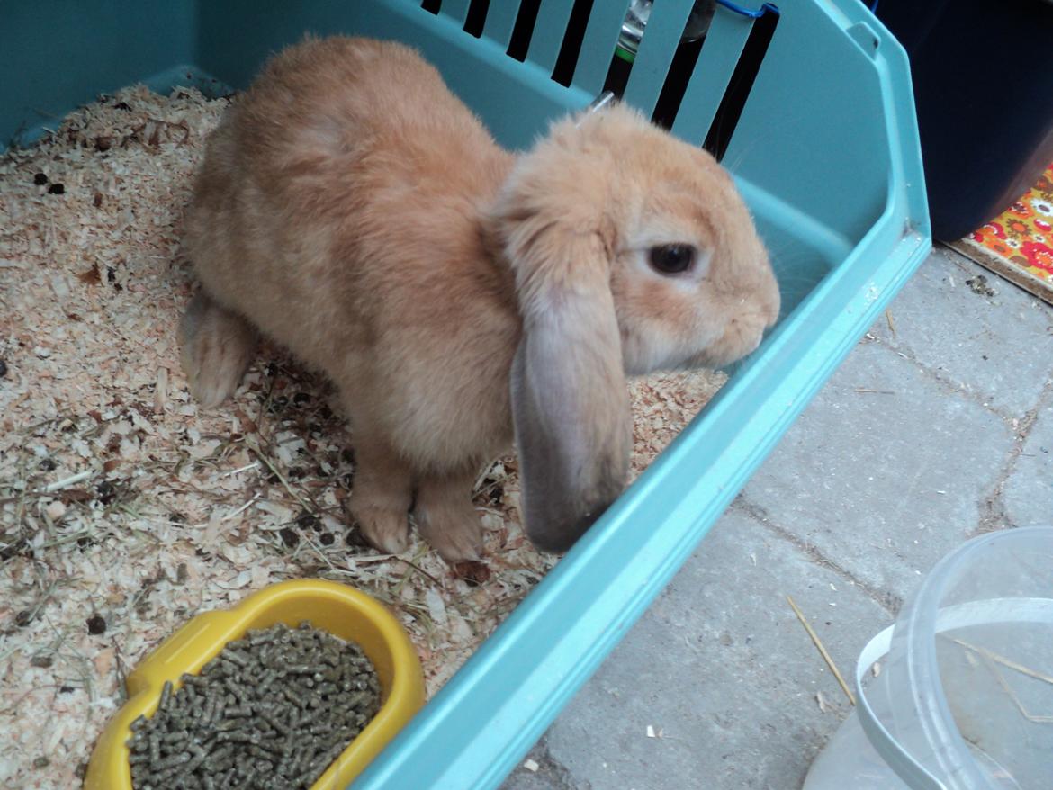 Kanin The Fire of Alanya billede 2