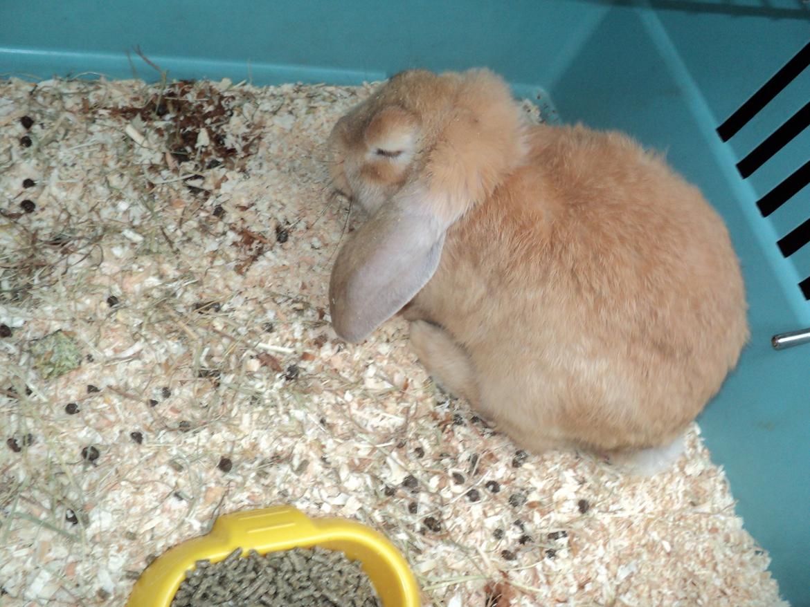 Kanin The Fire of Alanya billede 3