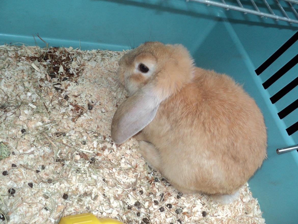 Kanin The Fire of Alanya billede 4