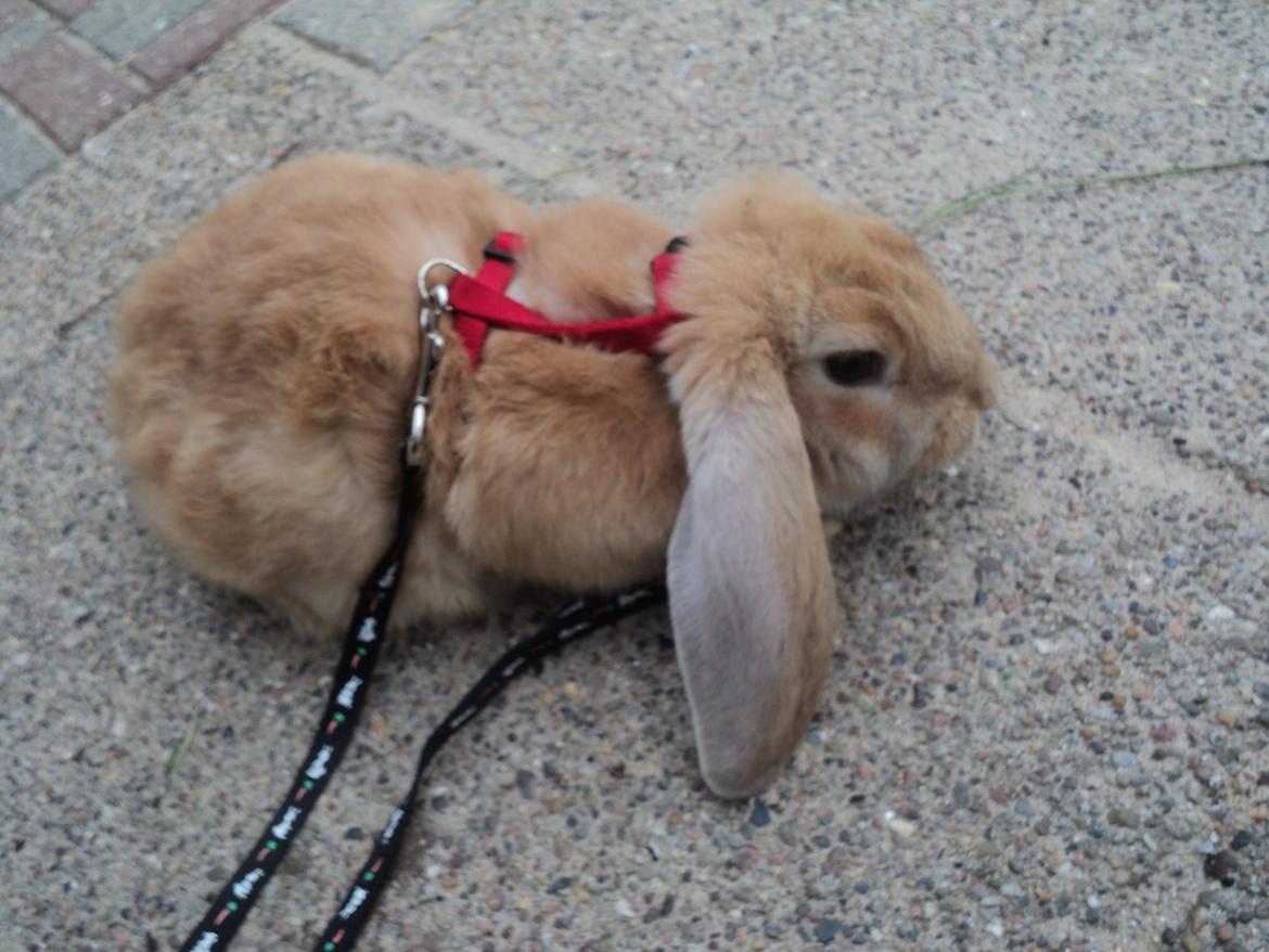 Kanin The Fire of Alanya billede 5