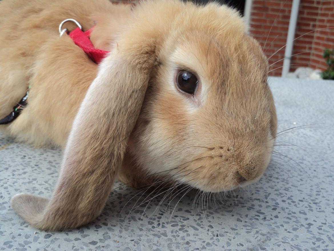 Kanin The Fire of Alanya billede 6