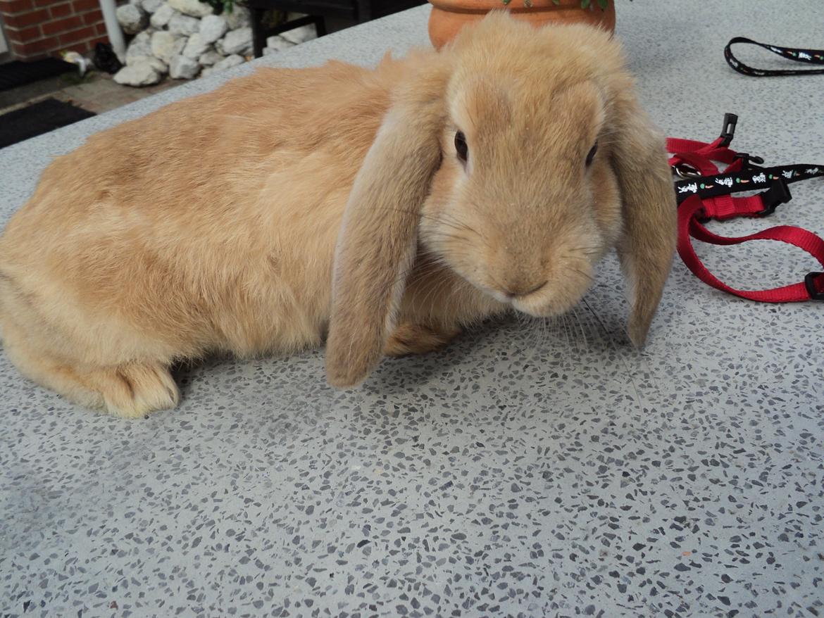 Kanin The Fire of Alanya billede 7