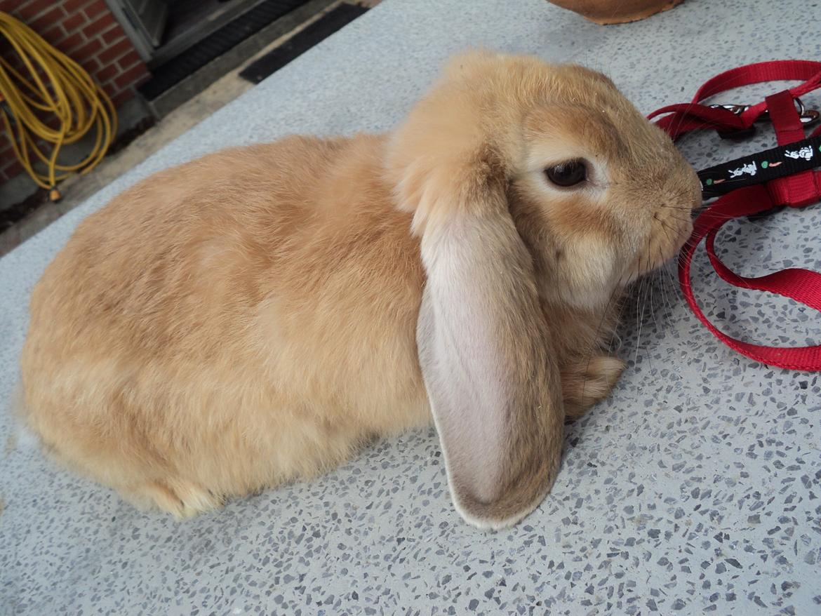 Kanin The Fire of Alanya billede 8