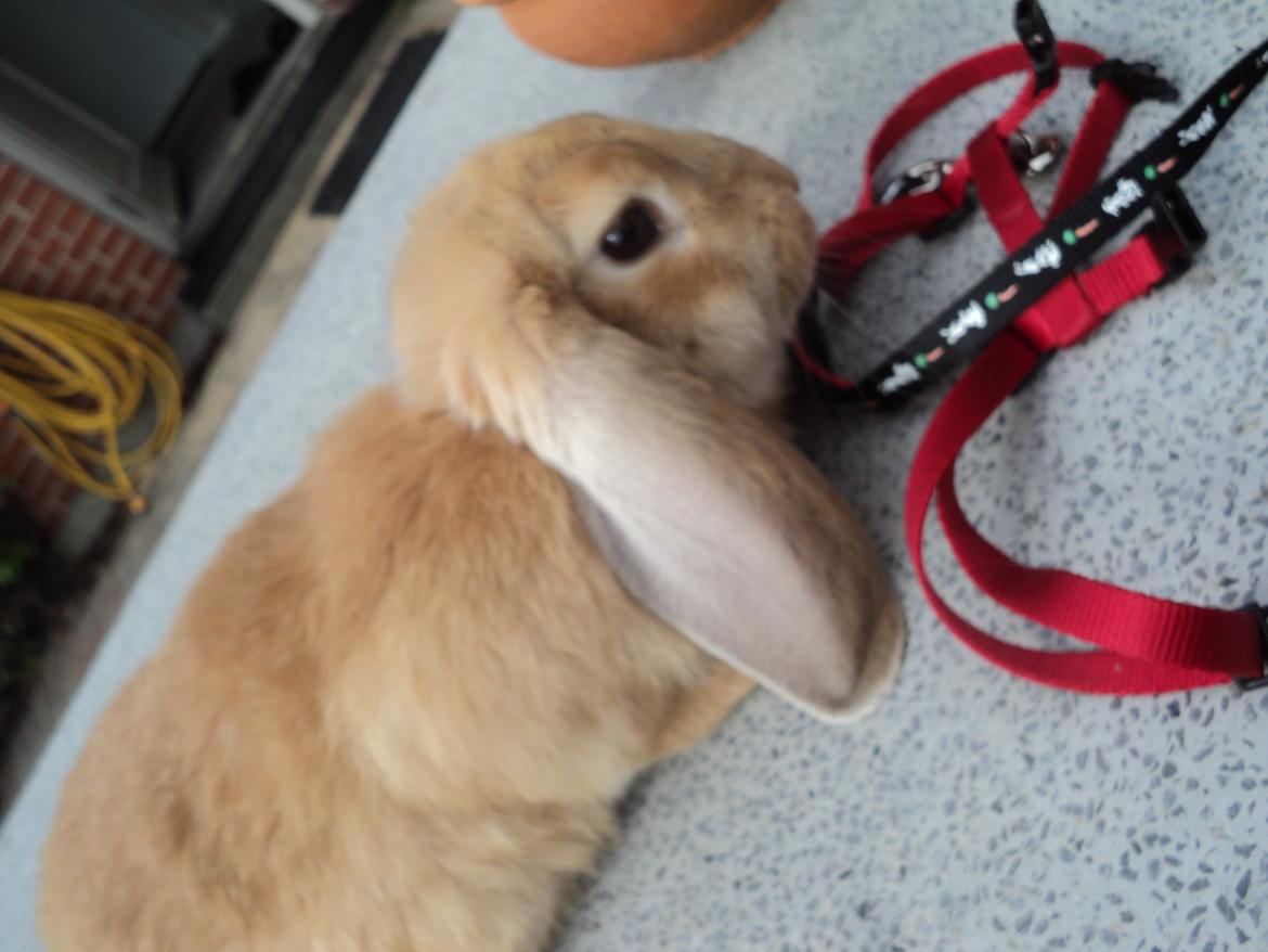 Kanin The Fire of Alanya billede 9