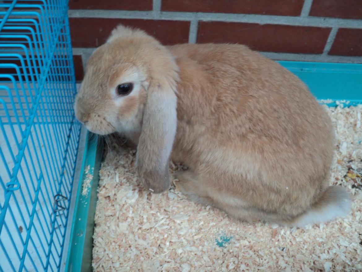 Kanin The Fire of Alanya billede 10