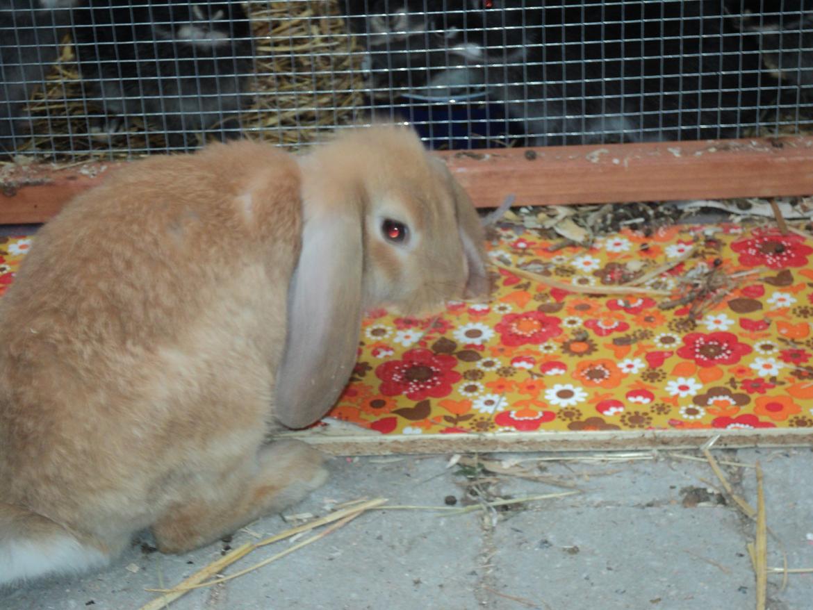 Kanin The Fire of Alanya billede 11