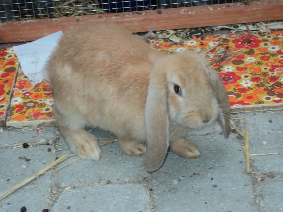 Kanin The Fire of Alanya billede 1