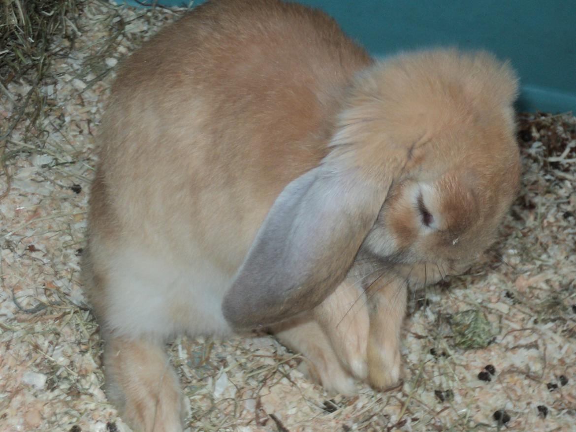 Kanin The Fire of Alanya billede 12