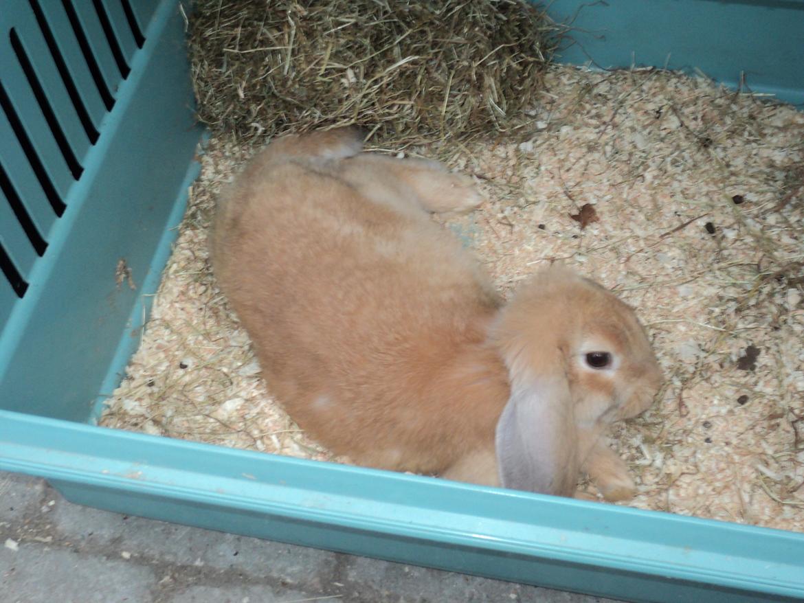 Kanin The Fire of Alanya billede 13